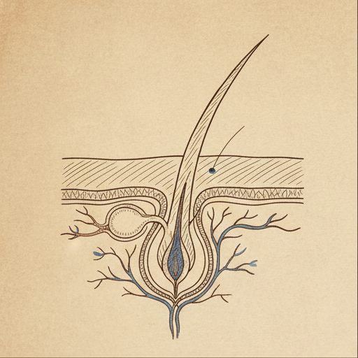 A 1930s-textbook anatomical illustration of a hair follicle, cross-section.